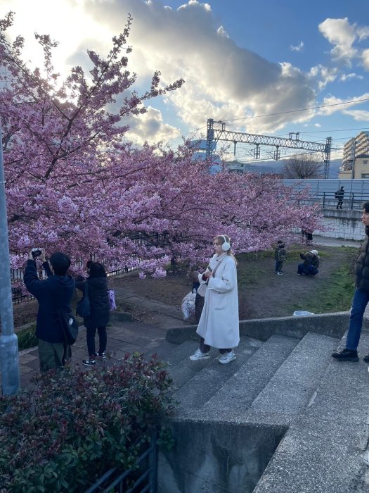 淀水路の河津桜